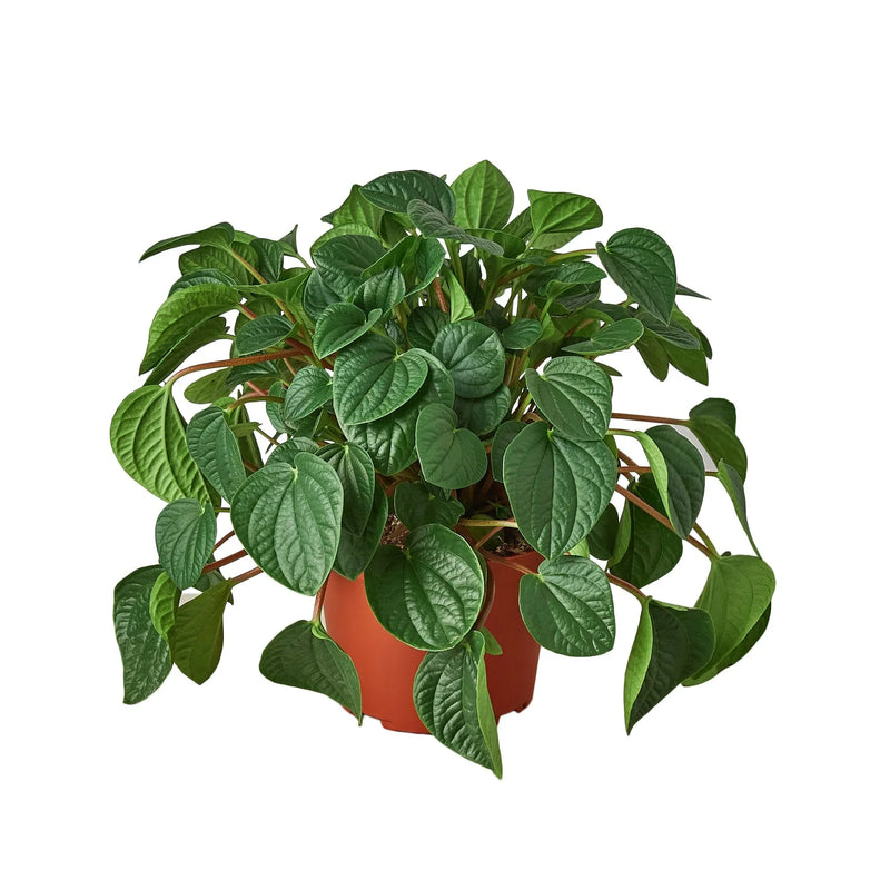 Peperomia &