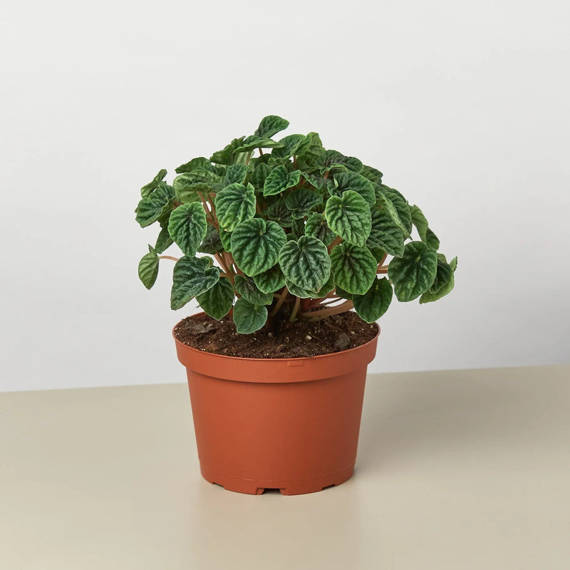 Peperomia &