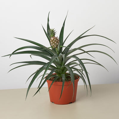 Bromeliad 'Yellow Pineapple' - 6" Pot