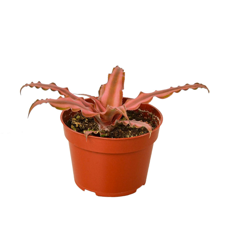 Cryptanthus &