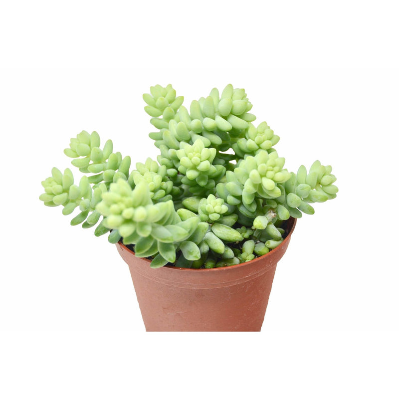 Sedum &