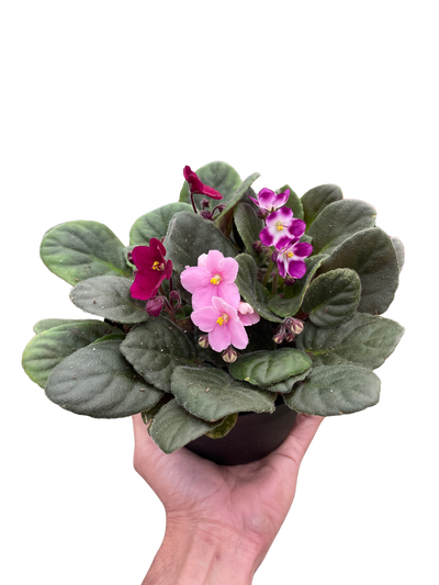 African Violet