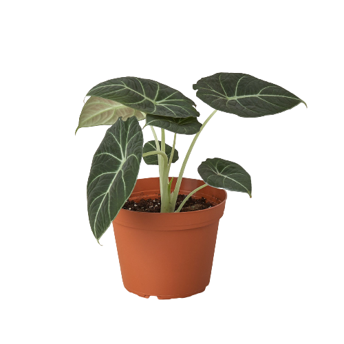 Alocasia Reginula &