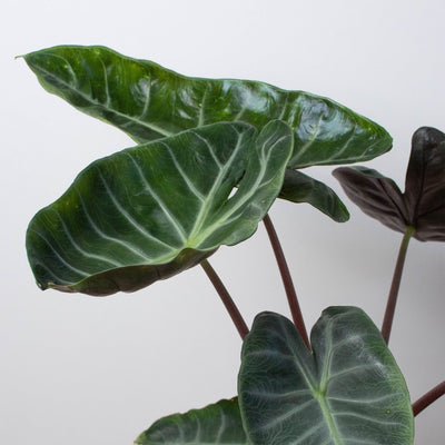 Alocasia 'Ebony'