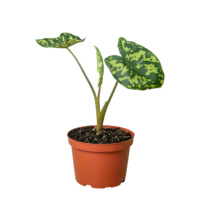 Alocasia &