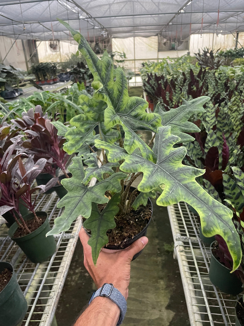 Alocasia &