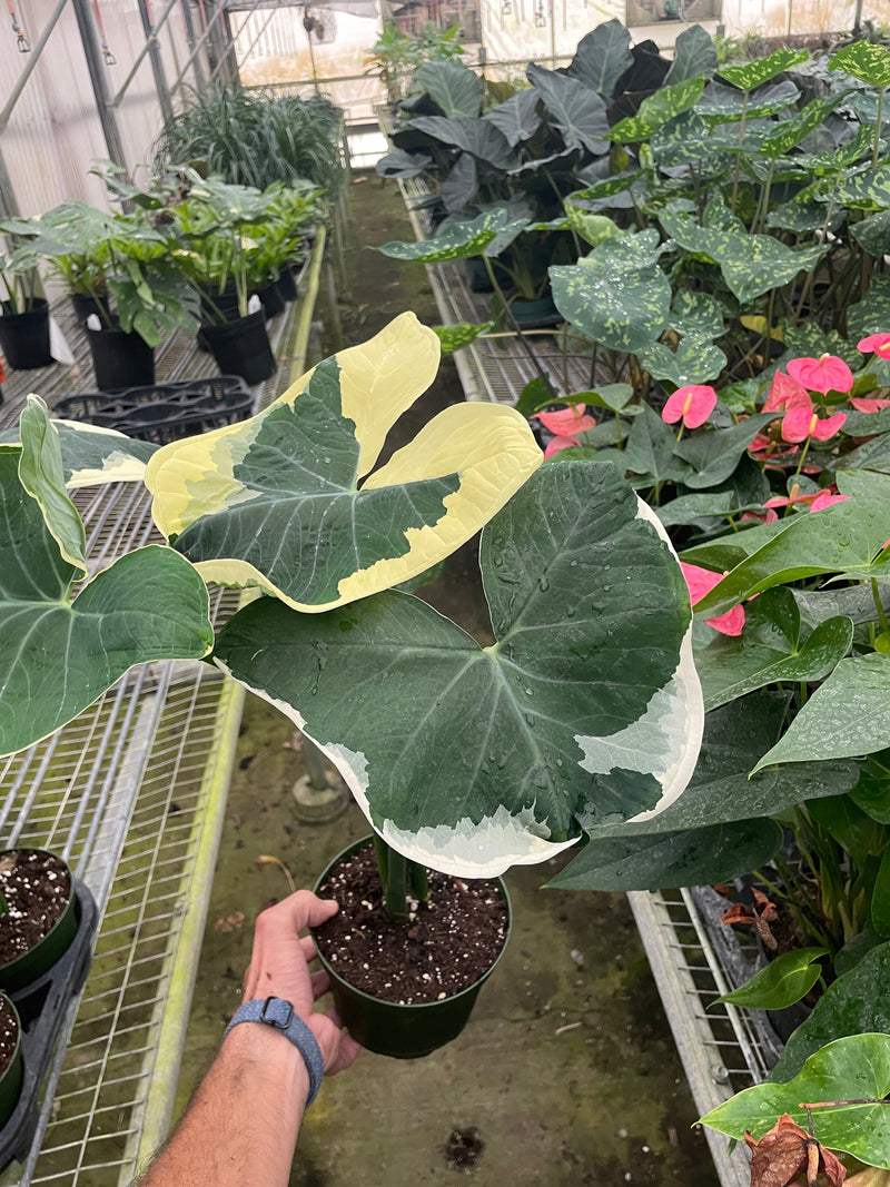 Alocasia &