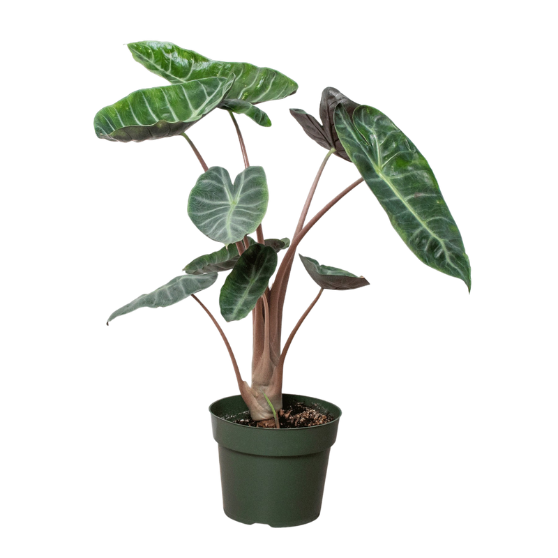 Alocasia Pink Dragon