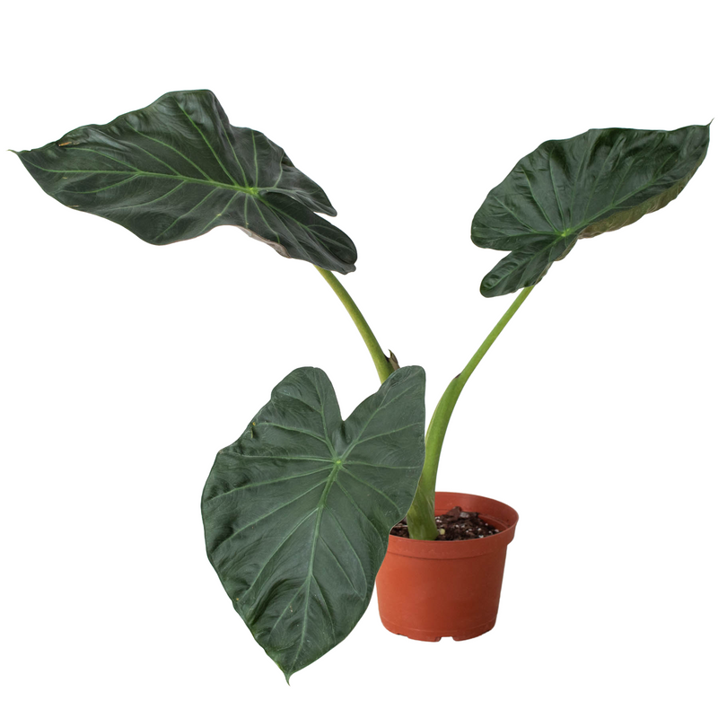 Alocasia &