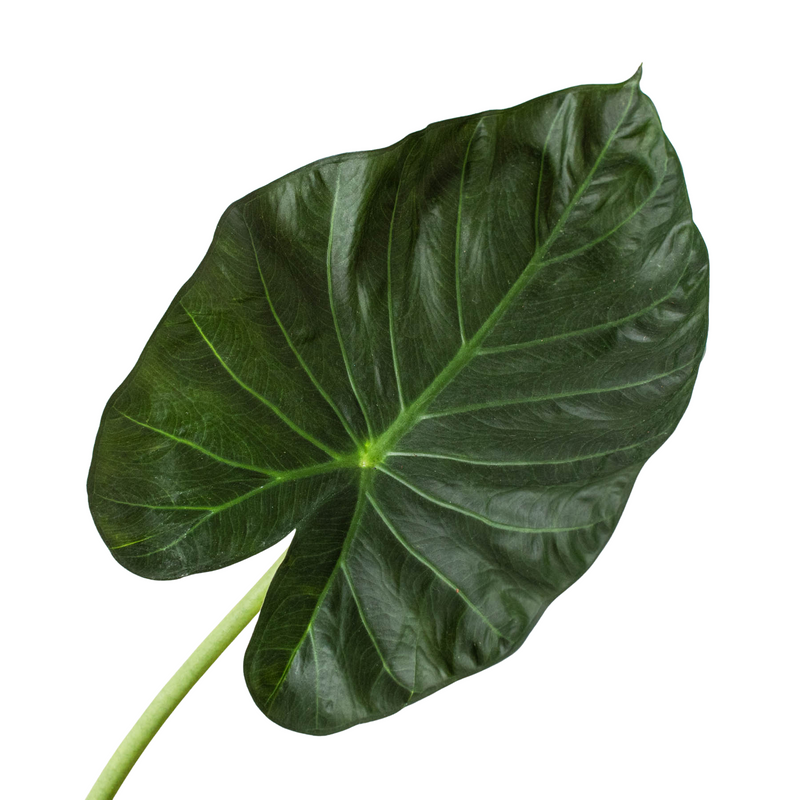 Alocasia &