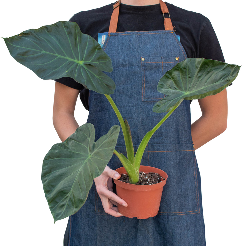 Alocasia &