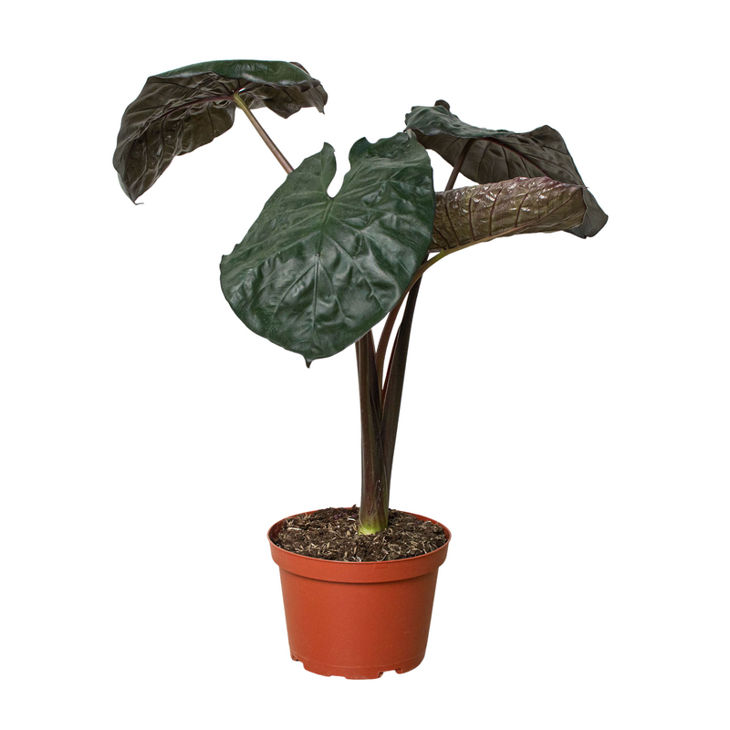 Alocasia &