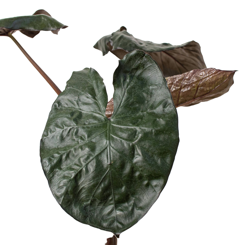 Alocasia &