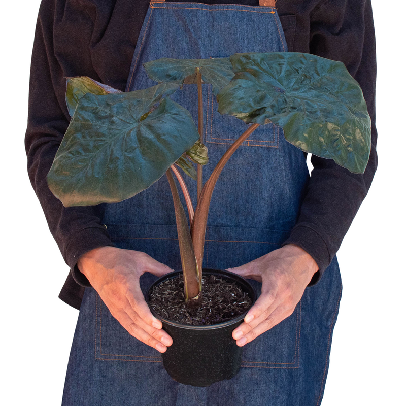 Alocasia &