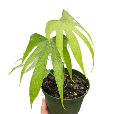 Anthurium Fingers