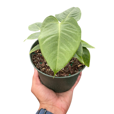 Anthurium 'Veitchii'