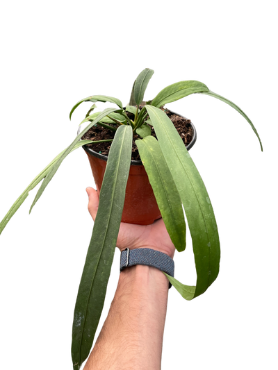 Anthurium 'Vittarifolium'