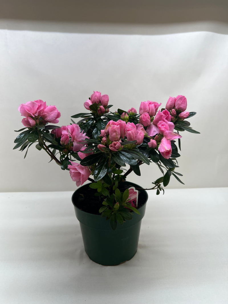 Azalea (Rhododendron)