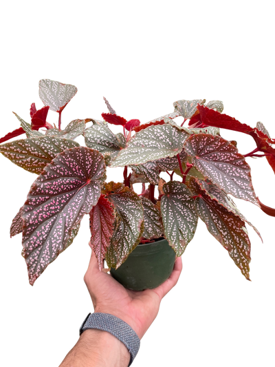 Begonia Pink Angel Wing