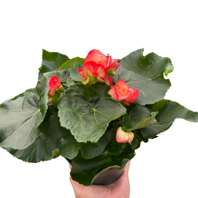 Begonia &