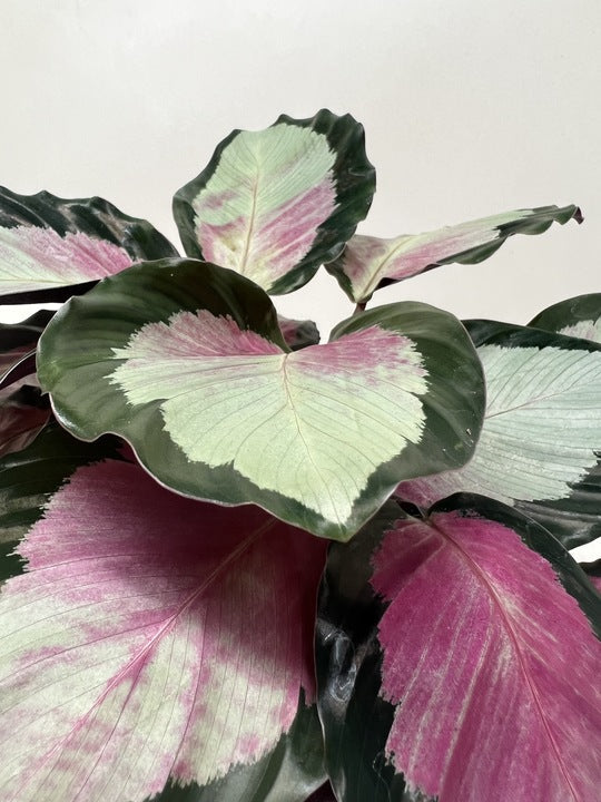 Calathea roseopicta &