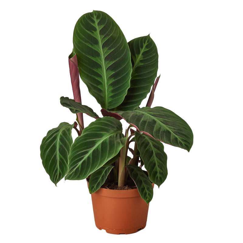 Calathea &