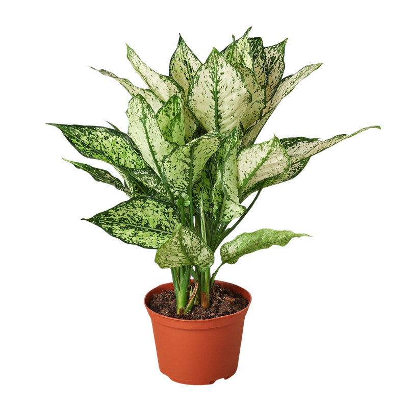 Chinese Evergreen &