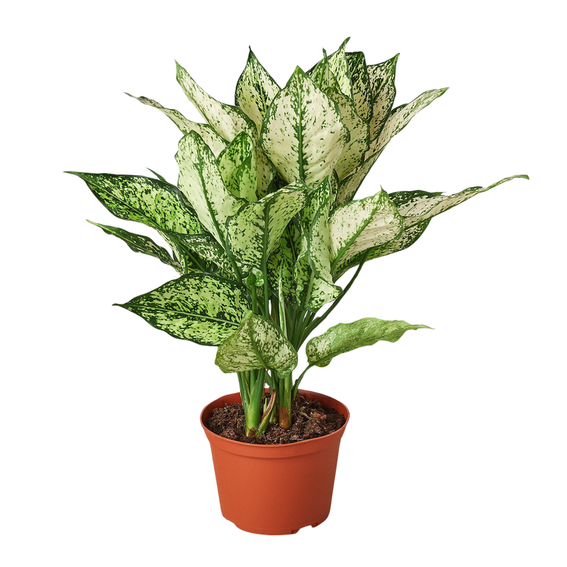 Chinese Evergreen &