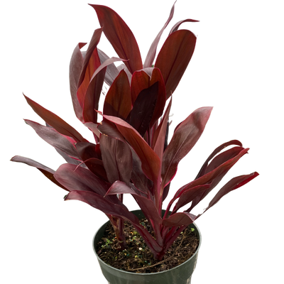 Cordyline 'Calypso Queen'