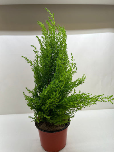 Cypress Lemon-American Plant Supply