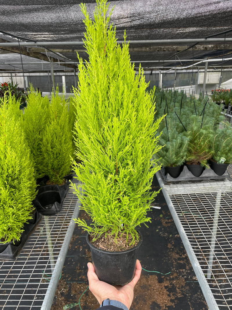 Cypress Lemon-American Plant Supply