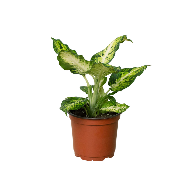 Dieffenbachia &