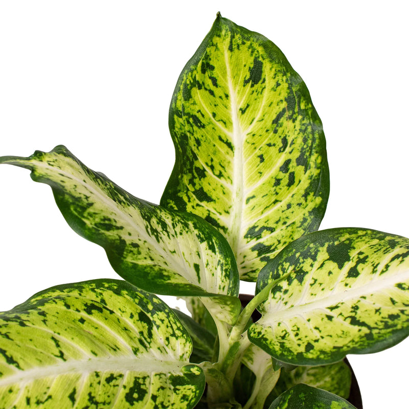 Dieffenbachia &