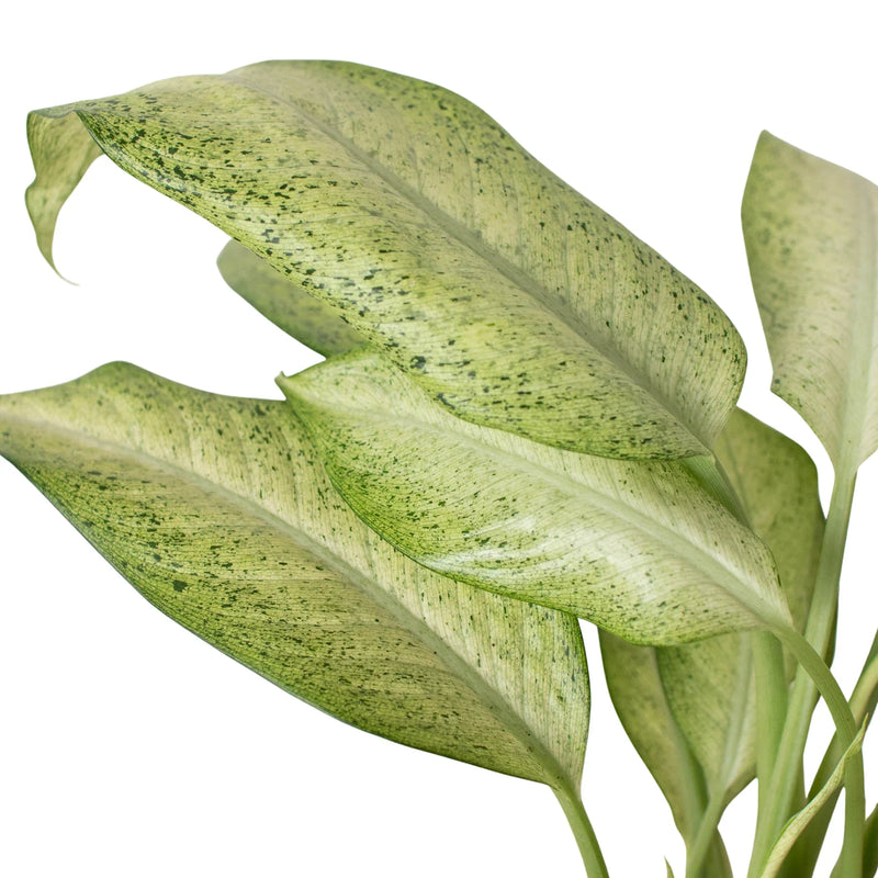 Dieffenbachia &