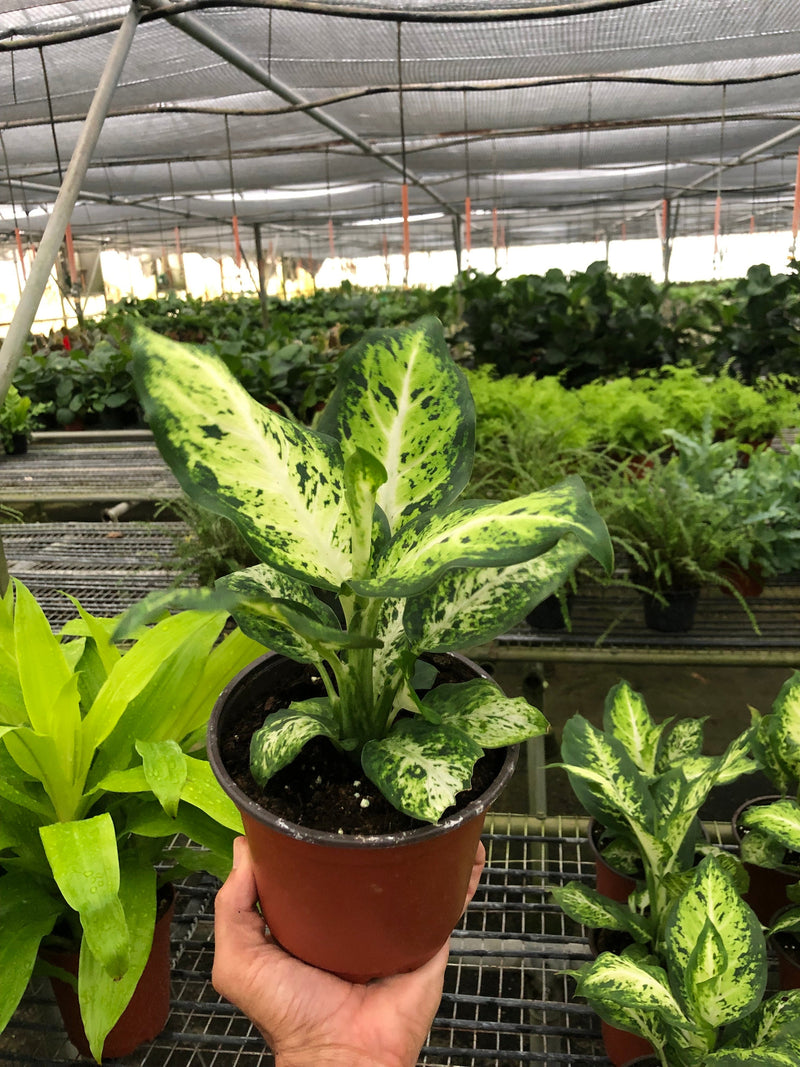 Dieffenbachia &