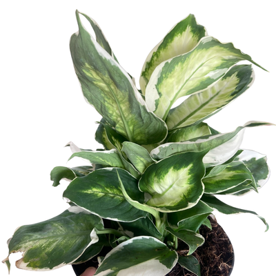 Dieffenbachia 'Cool Beauty'