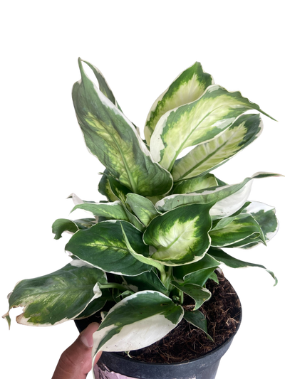 Dieffenbachia 'Cool Beauty'