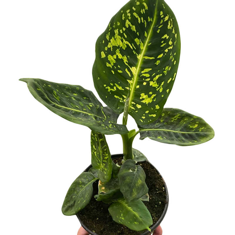 Dieffenbachia &