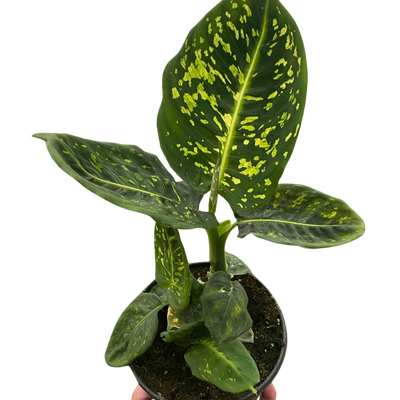 Dieffenbachia 'Reflector'