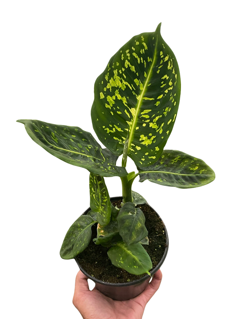 Dieffenbachia &