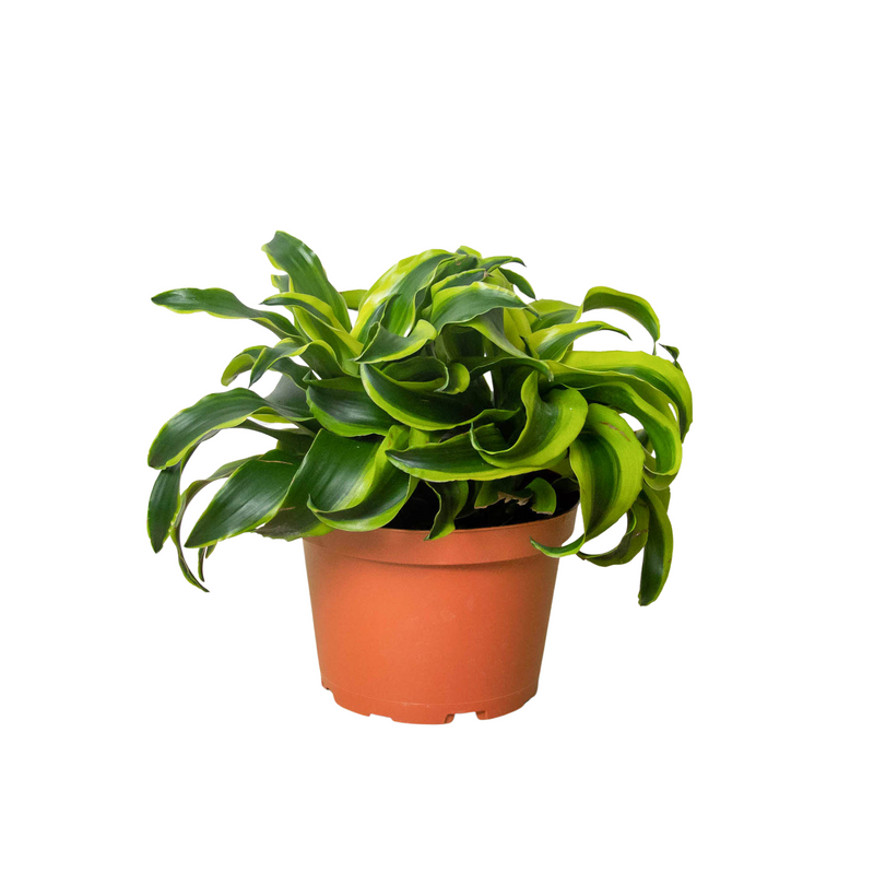 Dracaena &