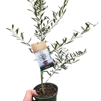 Common Olive Tree (Olea europaea)