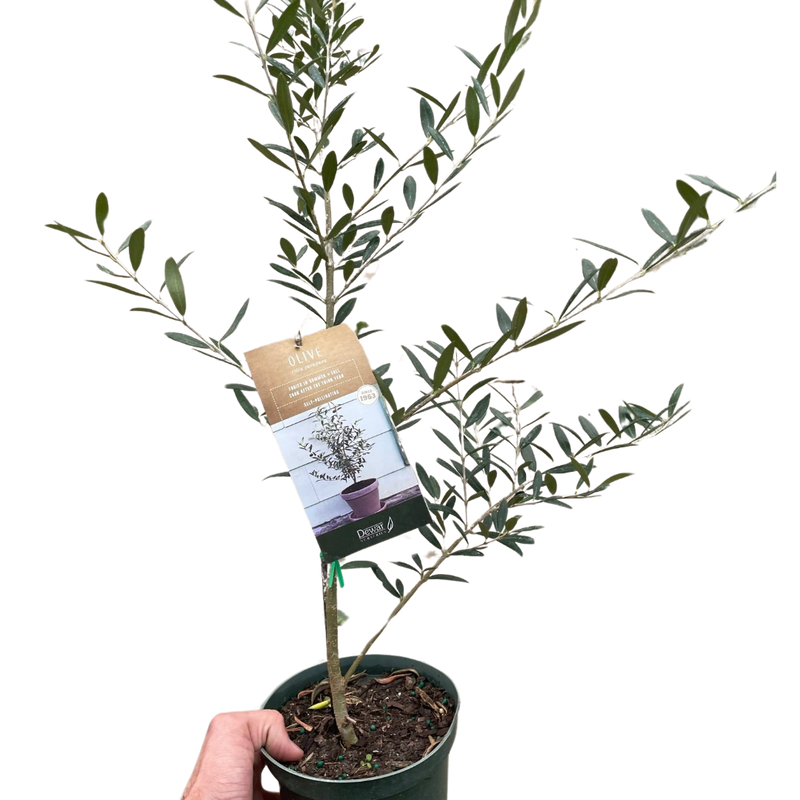 Common Olive Tree (Olea europaea)