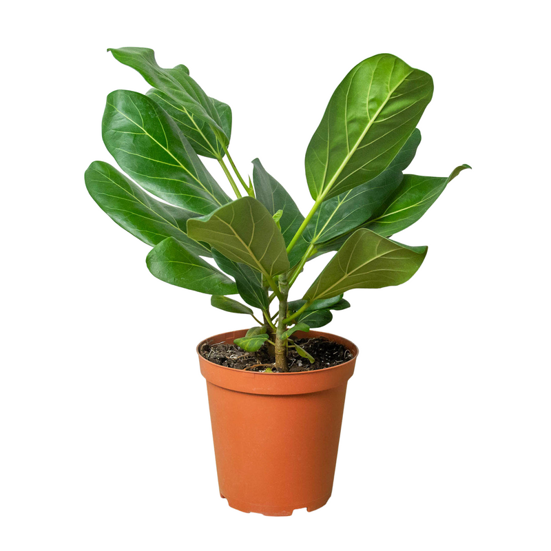 Ficus &