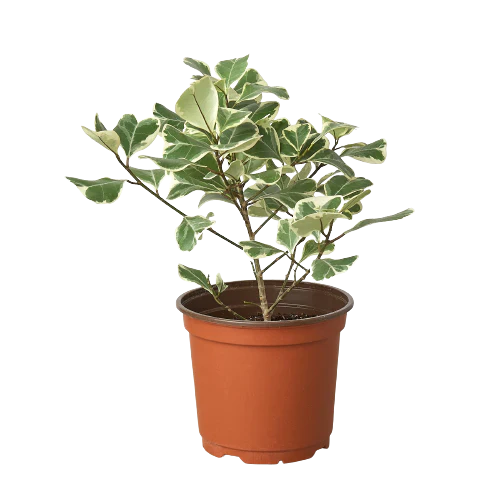 Ficus Elastica &