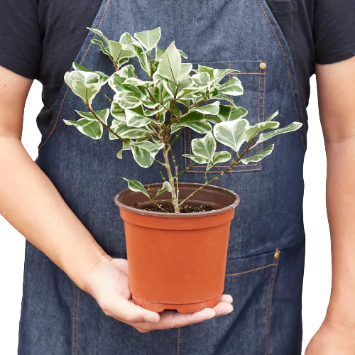 Ficus Elastica &