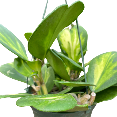 Hoya Heart 'Reverse Variegata'