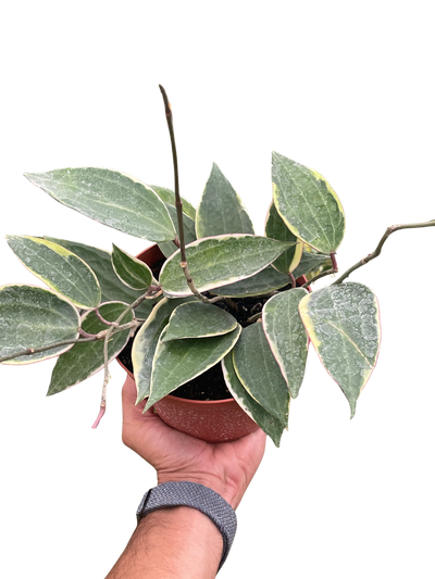 Hoya Macrophylla Variegated