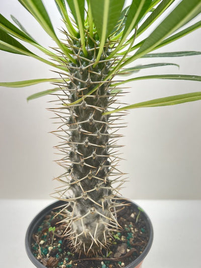 Pachypodium 'lamerei' (Madagascar Palm)