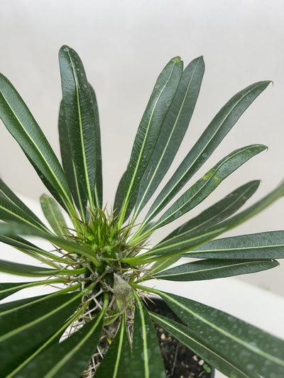 Pachypodium 'lamerei' (Madagascar Palm)